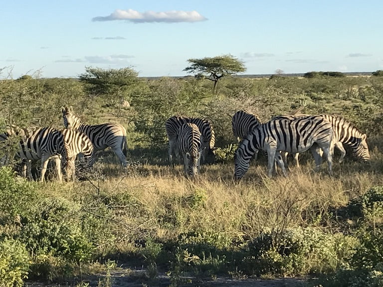 Zebras no Etosha Park (Viagem fotográfica pela Namíbia por Carioca NoMundo)