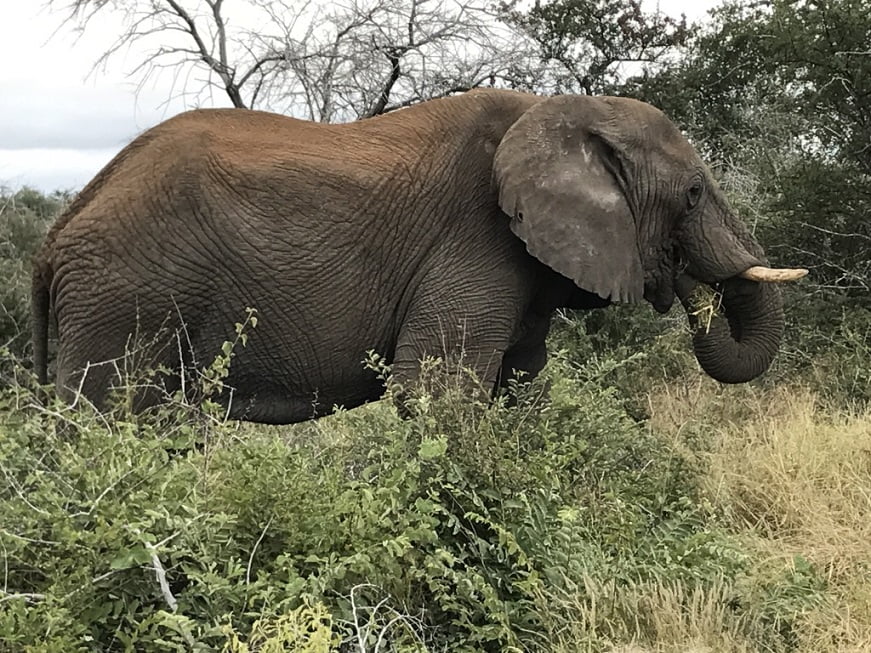 Elefante no Etosha Park (Viagem fotográfica pela Namíbia por Carioca NoMundo)