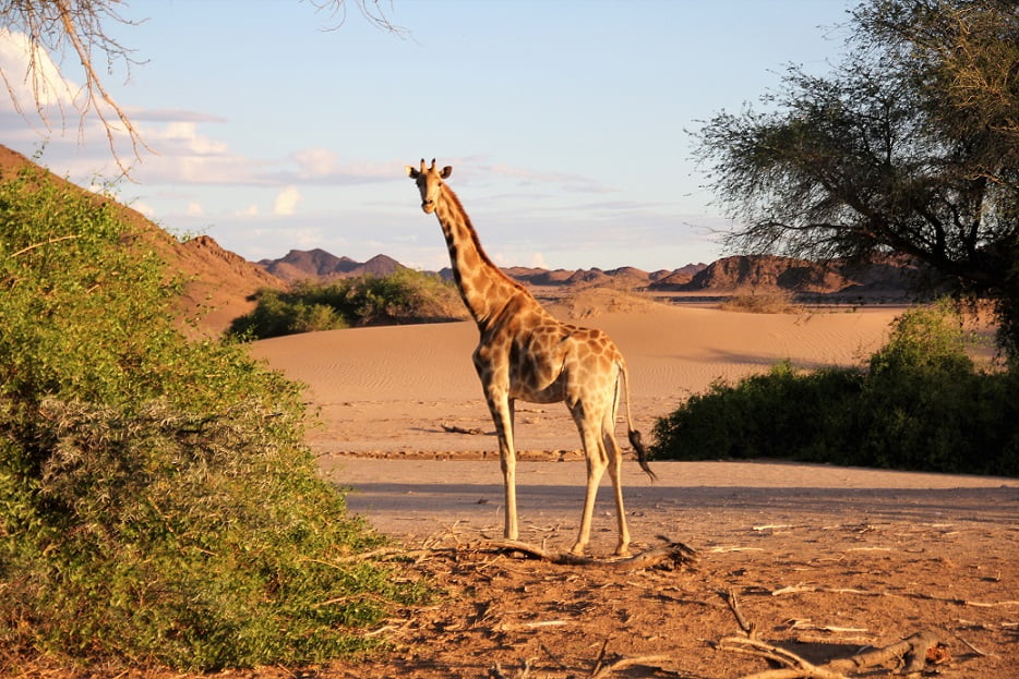 Girafa adaptada ao deserto na região da Skeleton Coast, na Namíbia (Viagem fotográfica pela Namíbia por Carioca NoMundo)