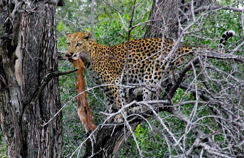 Leopardo devora sua presa no alto de uma árvore para não ter que dividi-la com ninguém (Viagem fotográfica pela Namíbia por Carioca NoMundo)