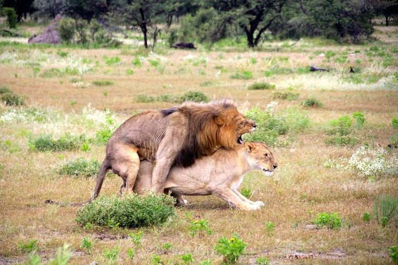 Flagrei esse casal de leões fazendo amor no Etosha Park (Viagem fotográfica pela Namíbia por Carioca NoMundo)