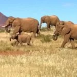 Manada de elefantes em Damaraland, Namíbia, por Carioca NoMundo